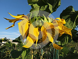 Wilted Yellow Sunflower