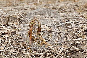 Wilting Butterweed weed after herbicide spraying in farm field.