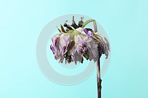 Wilting flower against blue background. Wilted dahlia close up.
