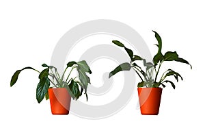 Wilting peace lily and hydrated healthy Peace lily Spathiphyllum in a pot isolated on white background