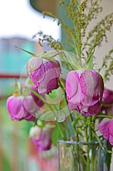 Wilting pink and green flower roses with right most flower in focus in a vase at the balcony