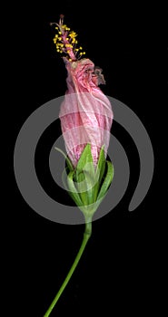 Wilting pink hibiscus flower