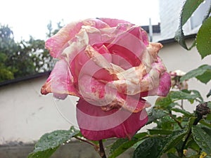 Wilting Pink Red Rose Flower