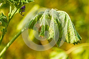 Wilting plant with rust pustules