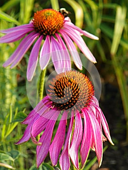 Wilting purple Echinacea flowers attract pollinators