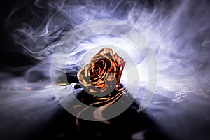 A wilting rose signifies lost love, divorce, or a bad relationship, dead rose on dark background with smoke