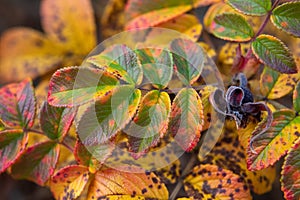 Wilting saturated rose leaves in autumn. macro