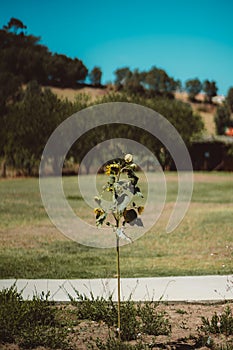 A wilting sunflower in a garden