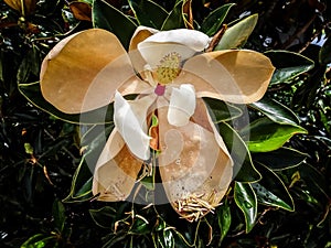 wilting white magnolia flower on the tree