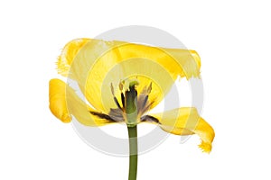 Wilting yellow tulip