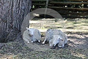 Wiltipoll sheep resting under shady tree inside enclosure