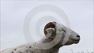 Wiltshire horn sheep chewing the cud