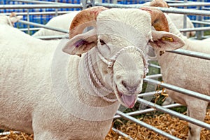 Wiltshire Horn Sheep at the Hanbury Countryside Show, England.