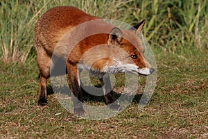 Wily Red Fox