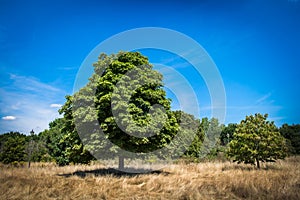 Wimbledon Common-Chestnut trees