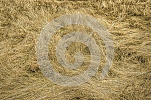 Wimbledon Common-Dry Grass