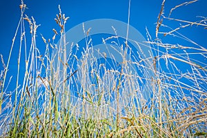 Wimbledon Common-Long Grass Close Up