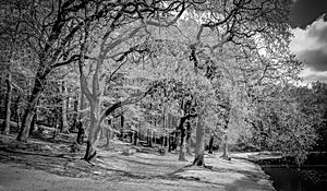 Wimbledon Common-Queensmere Pond 2