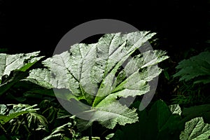 Wimbledon-Giant Rhubarb Leaves