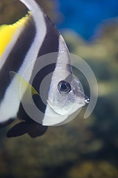 Wimple-fish photo