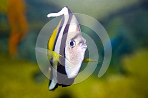 Wimple-fish photo