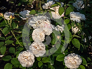 \'Winchester Cathedral\' English Shrub Rose Bred By David Austin