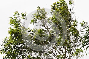 Wind Against Jamun Tree photo