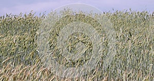 Wind on an agricultural field where ripening cereals grow