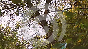 Wind, autumn landscape, nature, trees. Video HD modern