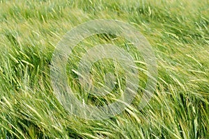 Wind in barley field