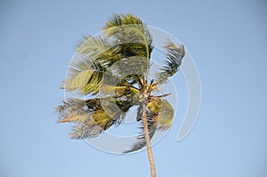 the wind that beats the coconut husks