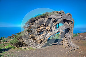 Wind bent juniper trees at El Sabinar at El Hierro island in Canary islands, Spain photo