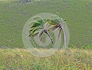 Wind bent palms