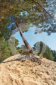 A wind-bent pine tree clings to the sand with its curiously curved old roots