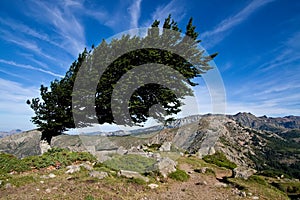 Wind-bent tree