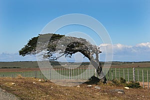 Wind bent tree photo