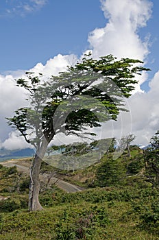 Wind-bent tree in Fireland (Tierra Del Fuego), Patagonia, Argent