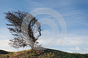 Wind bent tree on a green hill photo