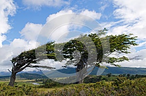 Wind-bent trees in Fireland (Tierra Del Fuego)