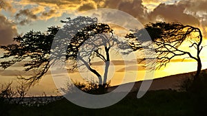 Wind-bent trees on Maui during sunset