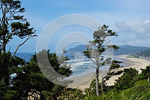 Wind bent trees, Oregon coast