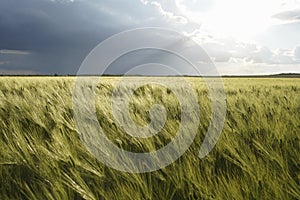 The wind blew wheat or barley field. Above it dark rain clouds and bright sun.