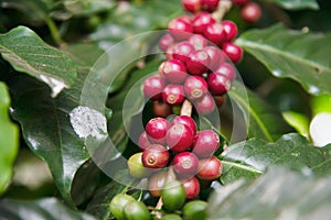 Wind blow ripe coffee bean tree