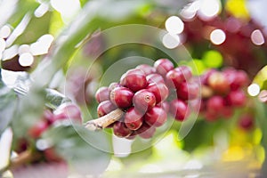 Wind blow ripe coffee bean tree