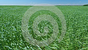 Wind blowing across green grass field in spring or summer season. Waves of barley in field. Wide shot.