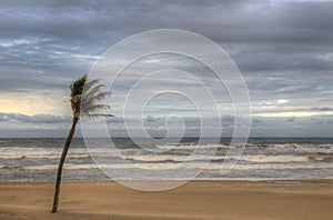 Wind blowing against palm tree in HDR