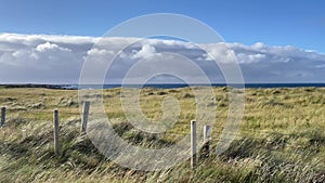 Wind Blowing through Dune Grass