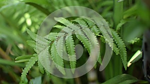 Wind blowing fern leaves