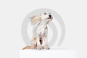 Wind blowing. Image of funny, beautiful, purebred Chinese Crested Dog sitting against white studio background