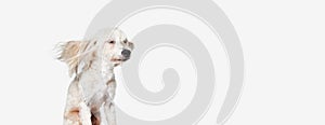 Wind blowing. Image of funny, beautiful, purebred Chinese Crested Dog sitting against white studio background